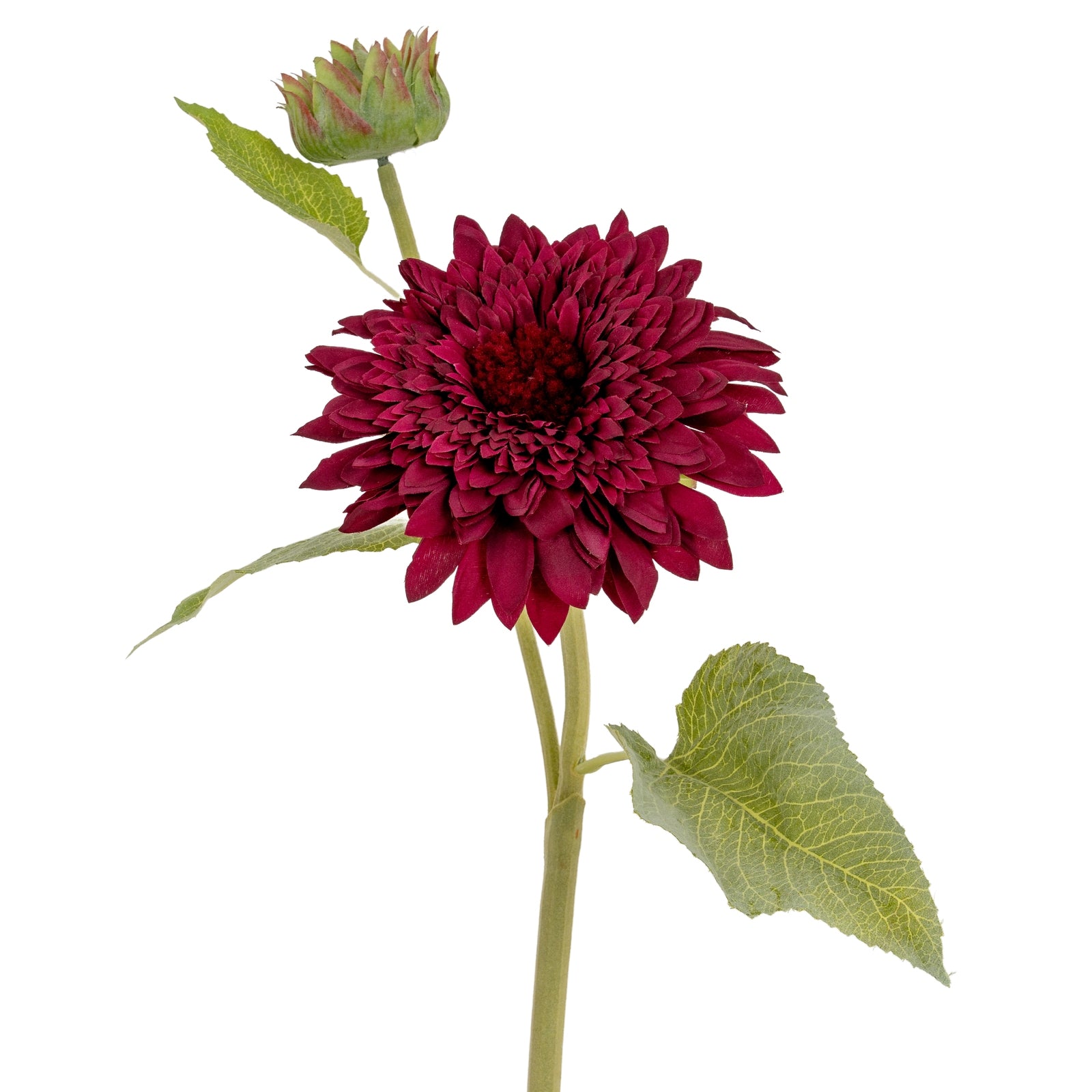 Dahlia Burgundy Raven Stem_4718
