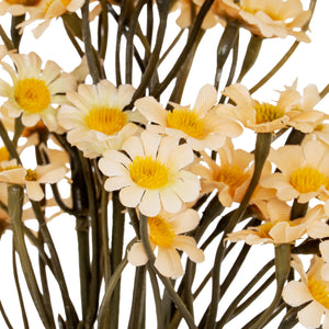 Daisy Bunch_4621