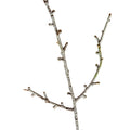 Snowy Winter Woodland Branch [cid:ea93845fe77bbad176fc3a22eda8625f]