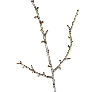 Snowy Winter Woodland Branch [cid:ea93845fe77bbad176fc3a22eda8625f]