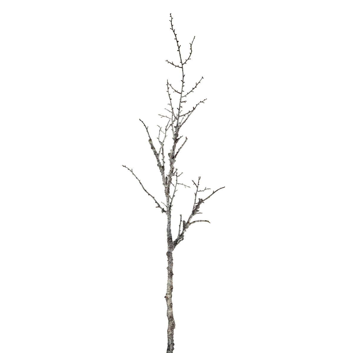 Snowy Winter Woodland Branch [cid:afd26c78958db79494e23a22eda86250]