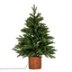 Norway Fir Pre-Lit LLED 300L  Fir Tree In Rattan Pot [cid:74f99ab5dc6a2add42283a22eda8f236]