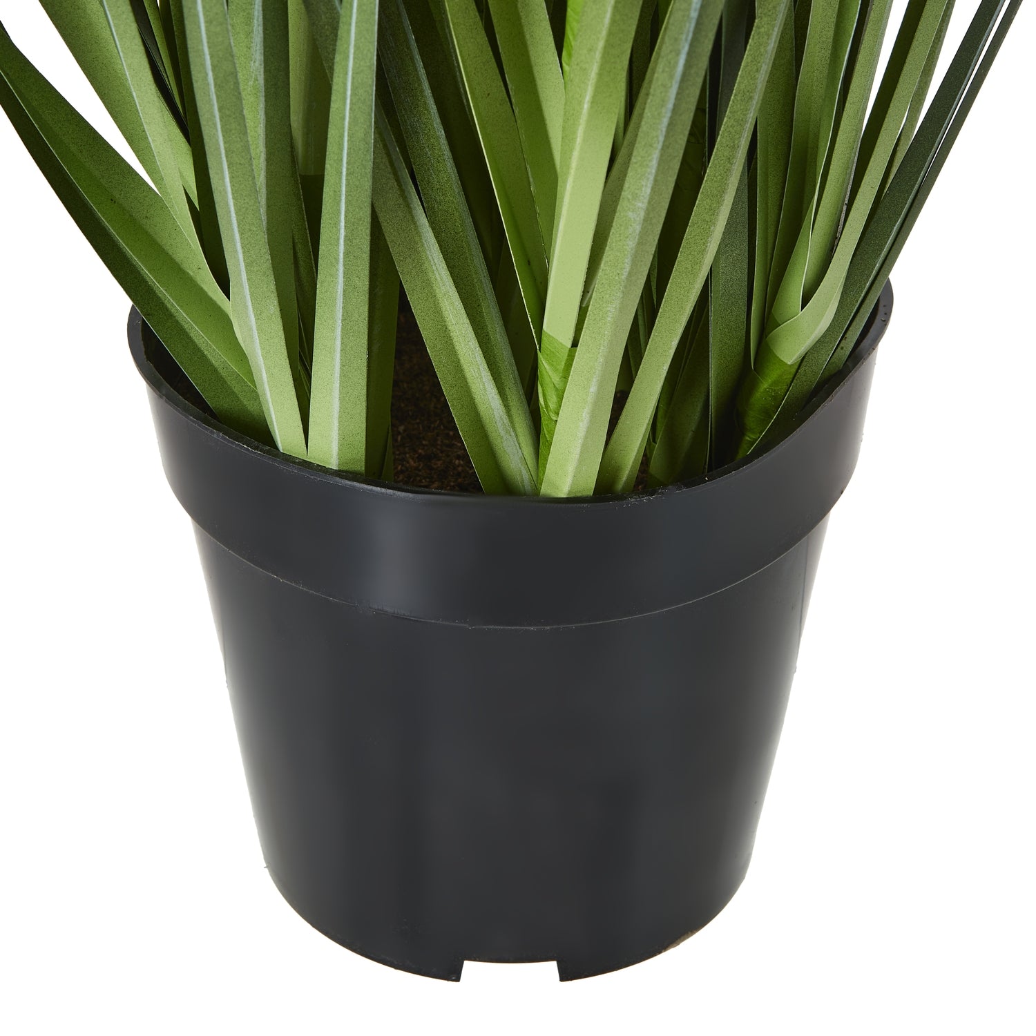 Agapanthus Plant In Pot_5094