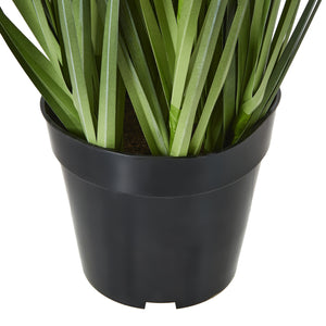 Agapanthus Plant In Pot_5094
