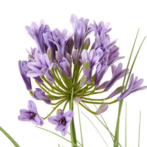 Agapanthus Plant In Pot_5413