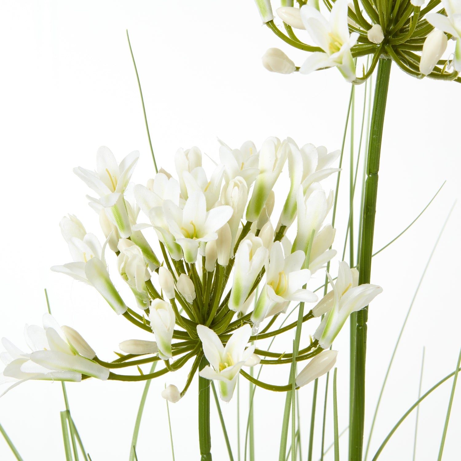 Agapanthus Plant In Pot_5793