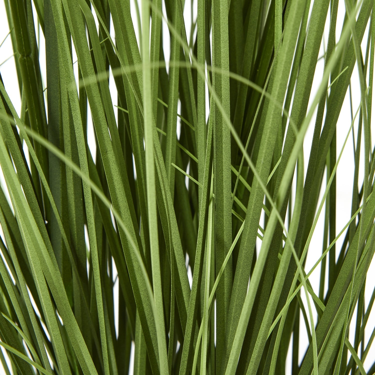 Agapanthus Plant In Pot_5415