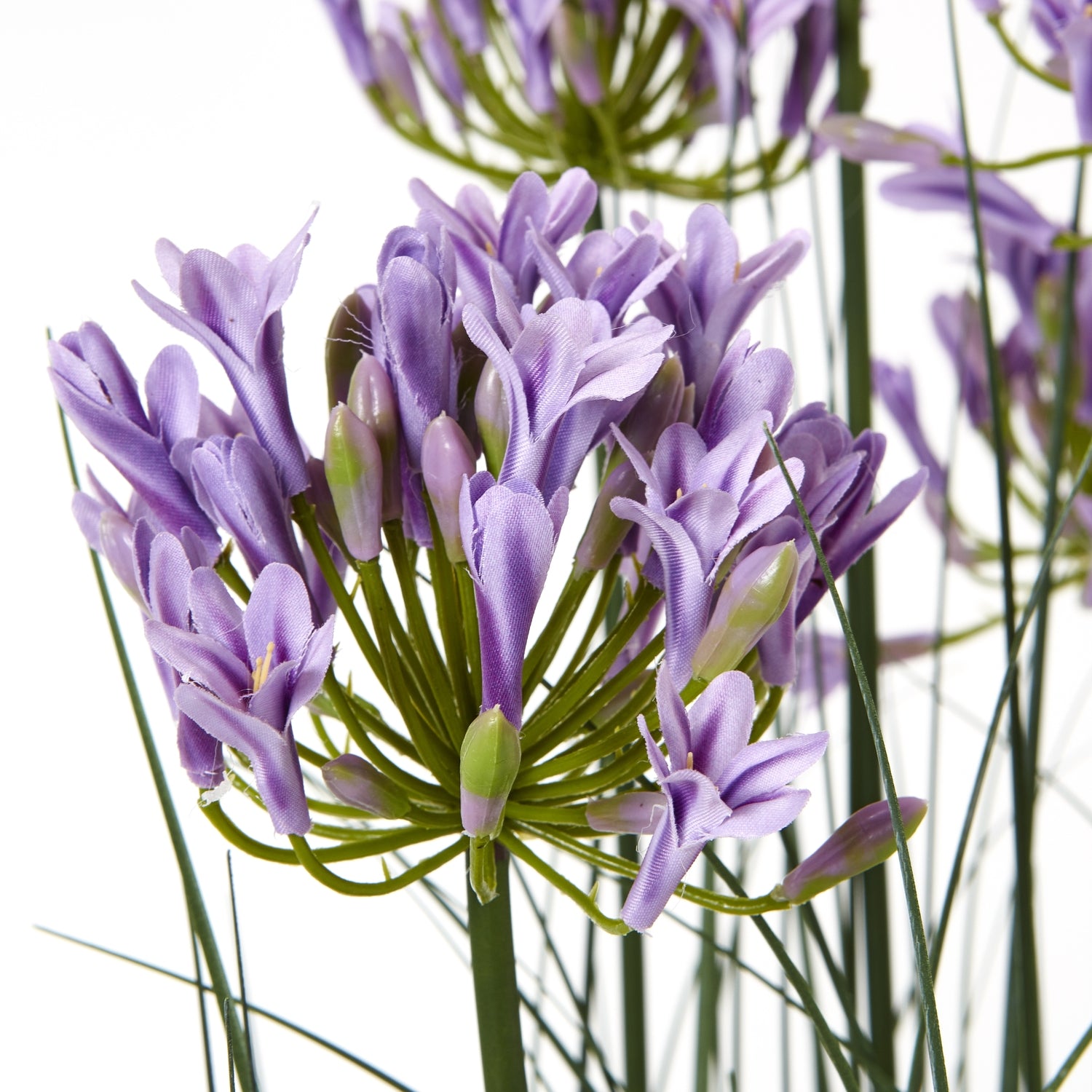 Agapanthus Plant In Pot_5092