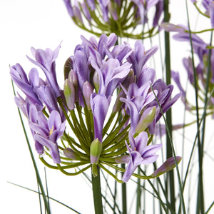 Agapanthus Plant In Pot_5092