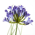 Agapanthus Plant In Pot_4425