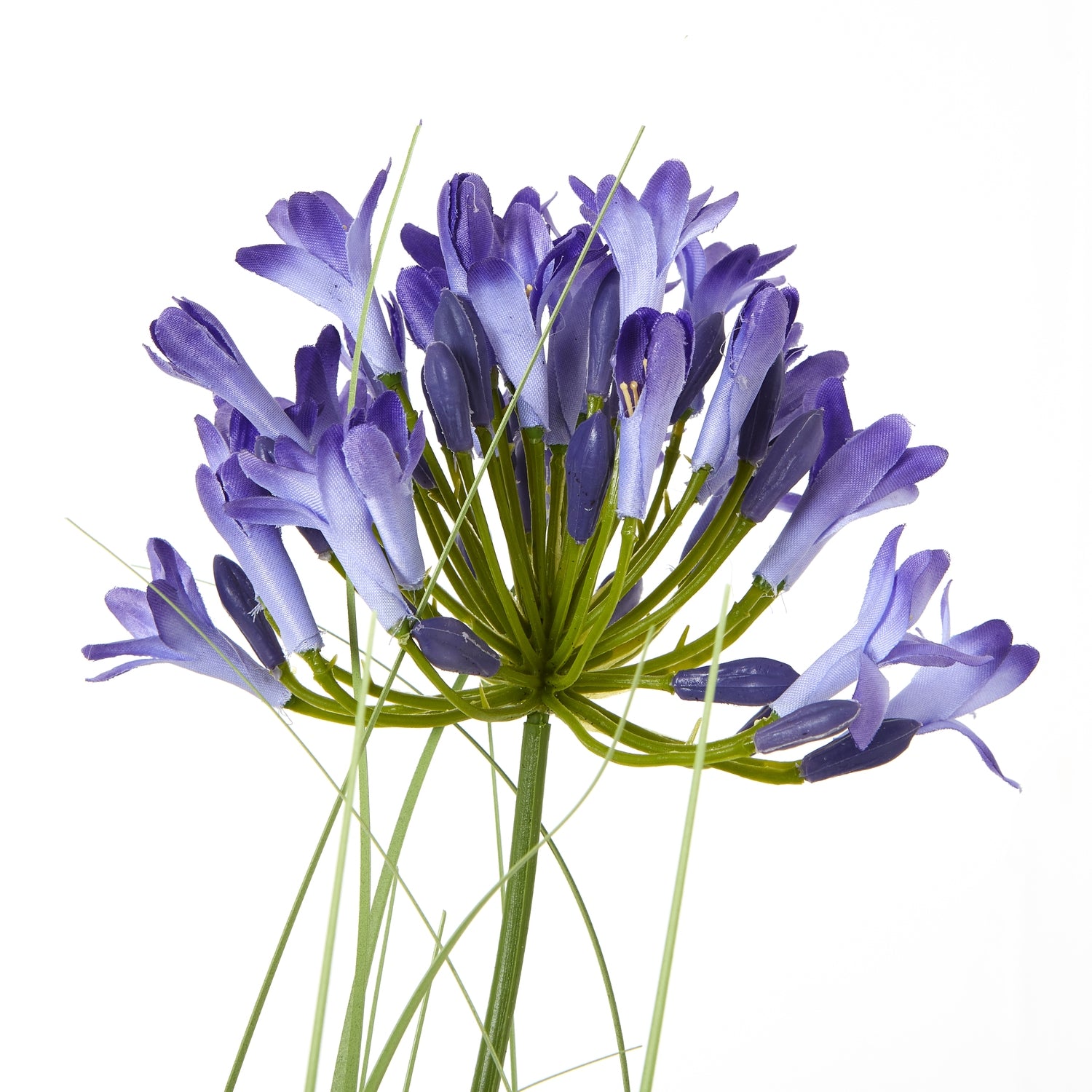 Agapanthus Plant In Pot_4425