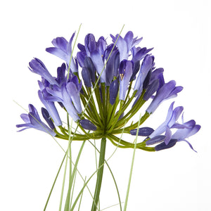 Agapanthus Plant In Pot_4425