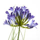 Agapanthus Plant In Pot_4425