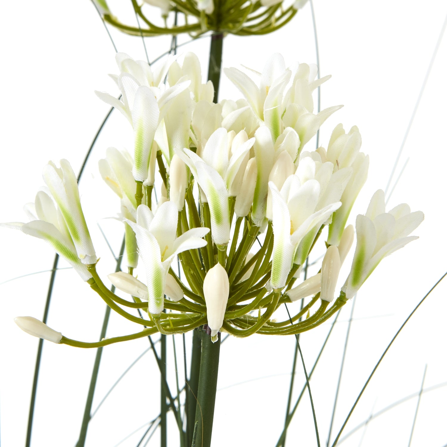 Agapanthus Plant In Pot_5102