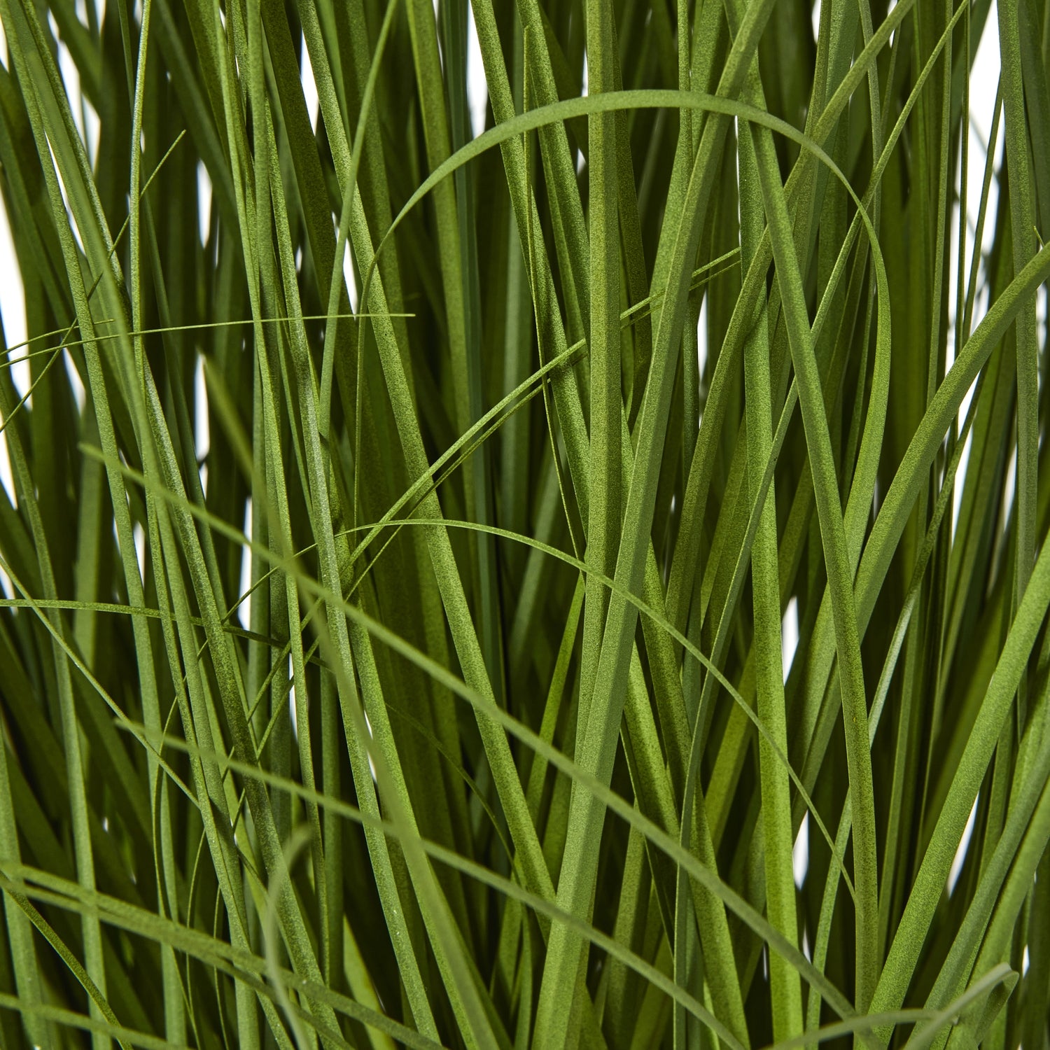 Large White Allium Plant In Pot_5107