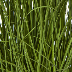 Large White Allium Plant In Pot_5107
