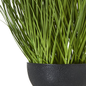 Large White Allium Plant In Pot_5108