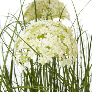 Large White Allium Plant In Pot_5106