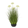 Large White Allium Plant In Pot_5105