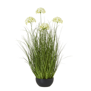 Large White Allium Plant In Pot_5105