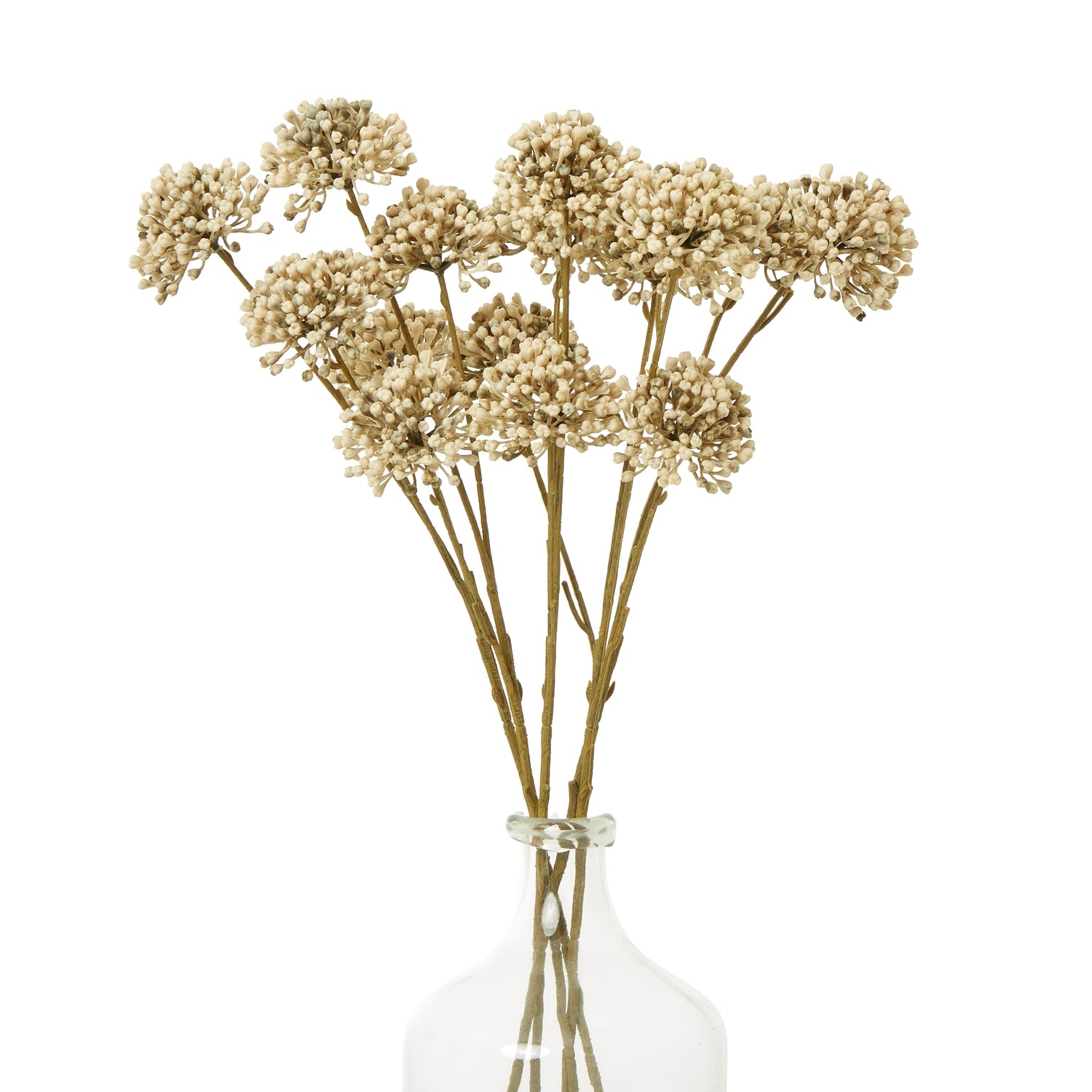 Brown Allium Spray [cid:23831-b]