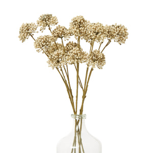 Brown Allium Spray [cid:23831-b]