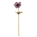 Purple Anemone Stem_5419