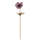 Purple Anemone Stem_5419