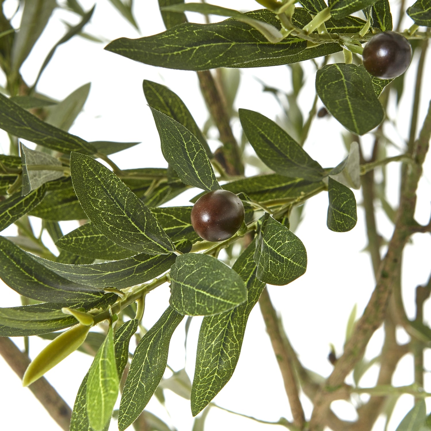 Apulia Olive Tree In White Pot_4376