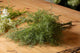 Asparagus Fern Bunch_4383