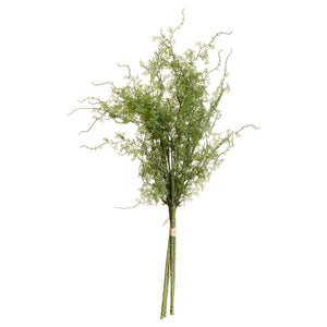 Asparagus Fern Bunch_4381