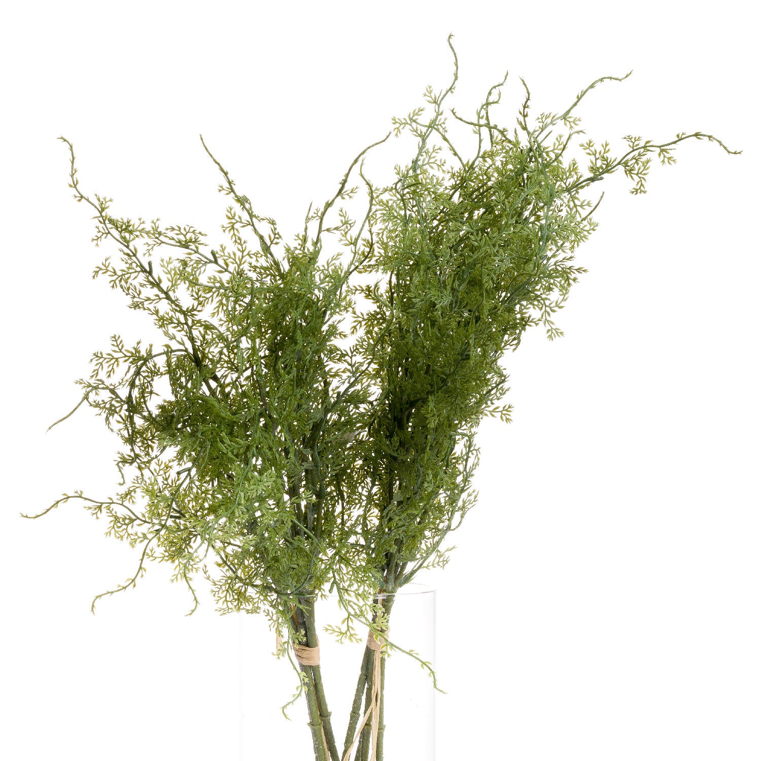 Asparagus Fern Bunch_4382