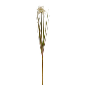 Cream Aster Spider Chrysanthemum Stem_4601