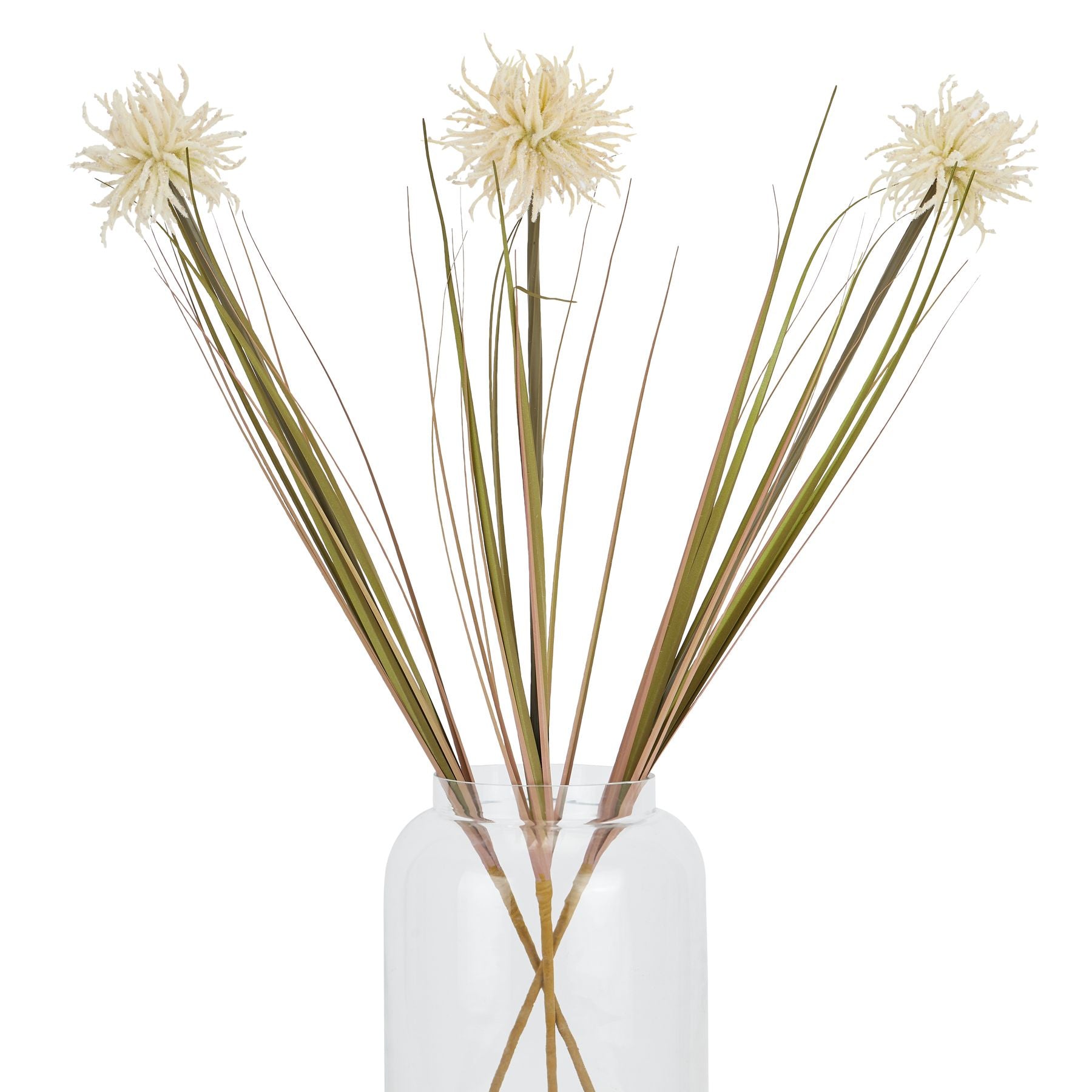 Cream Aster Spider Chrysanthemum Stem_4602