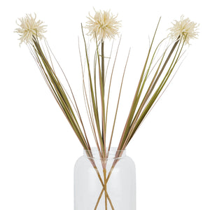 Cream Aster Spider Chrysanthemum Stem_4602