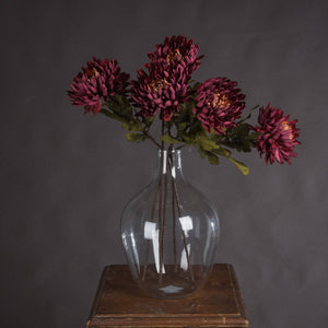 Autumn Spider Chrysanthemum_4402