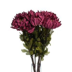 Autumn Spider Chrysanthemum_4405