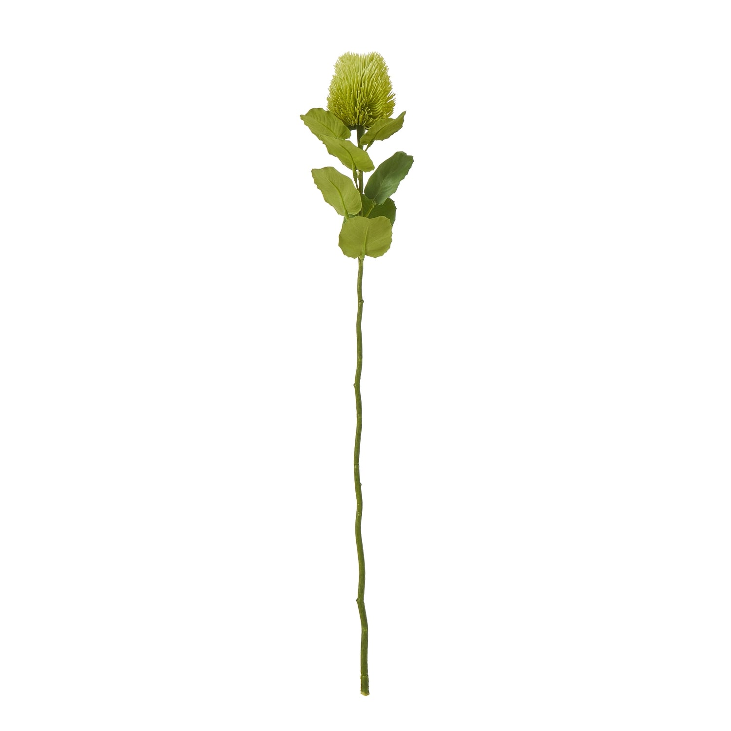 Green Banksia Stem [cid:23813]