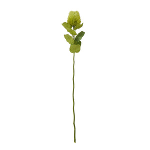 Green Banksia Stem [cid:23813]