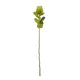 Green Banksia Stem [cid:23813]