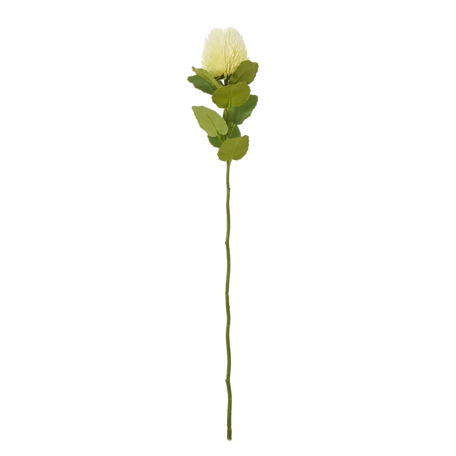 Cream Banksia Stem [cid:23814]