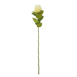 Cream Banksia Stem [cid:23814]