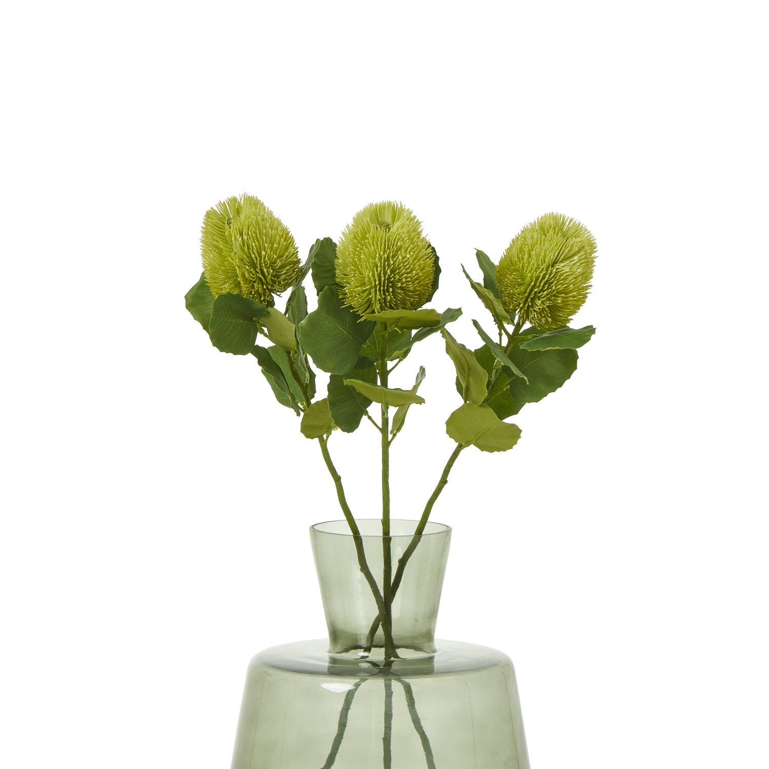 Green Banksia Stem [cid:23813-b]