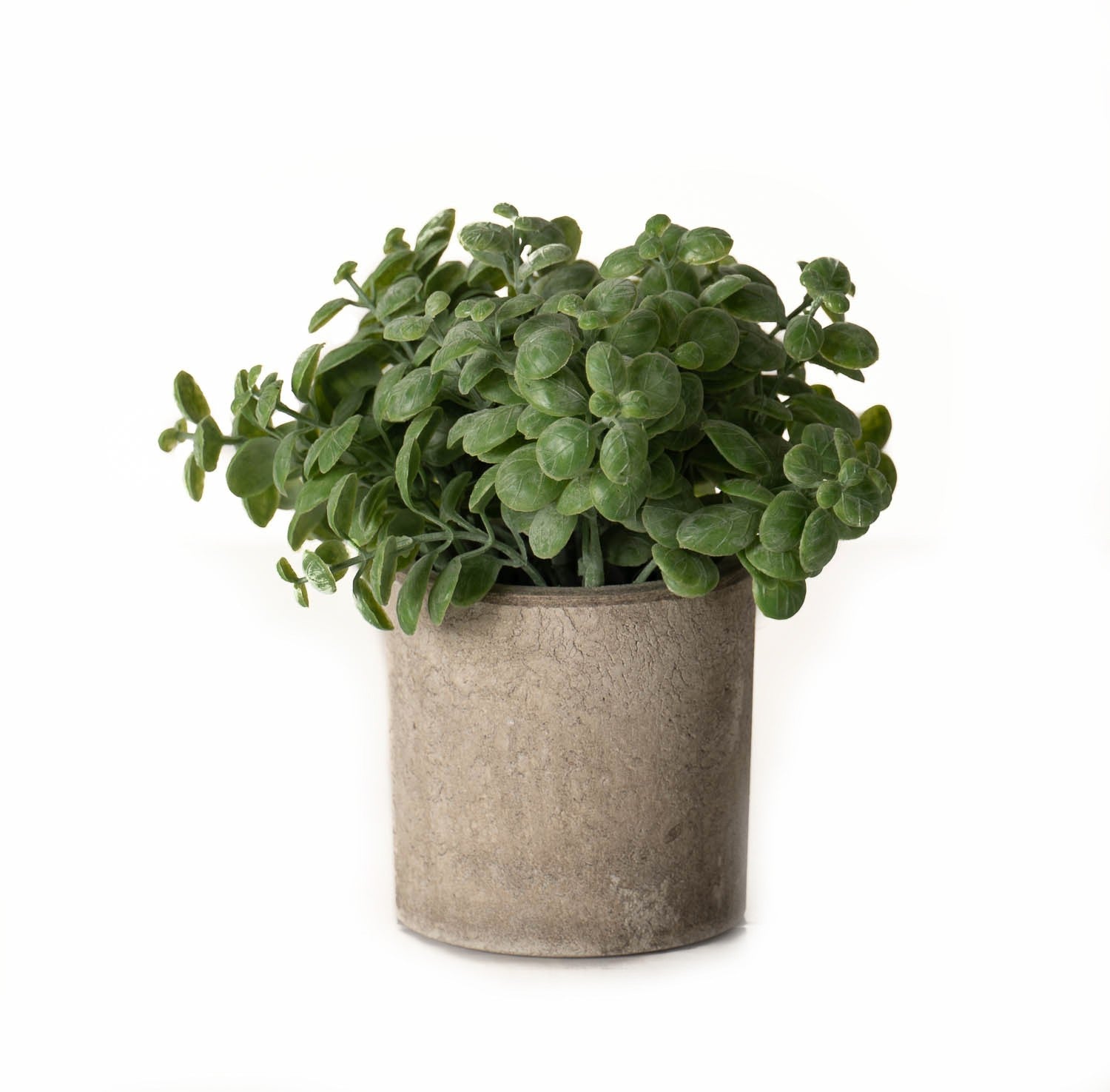 Basil Plant In Stone Effect Pot_1398