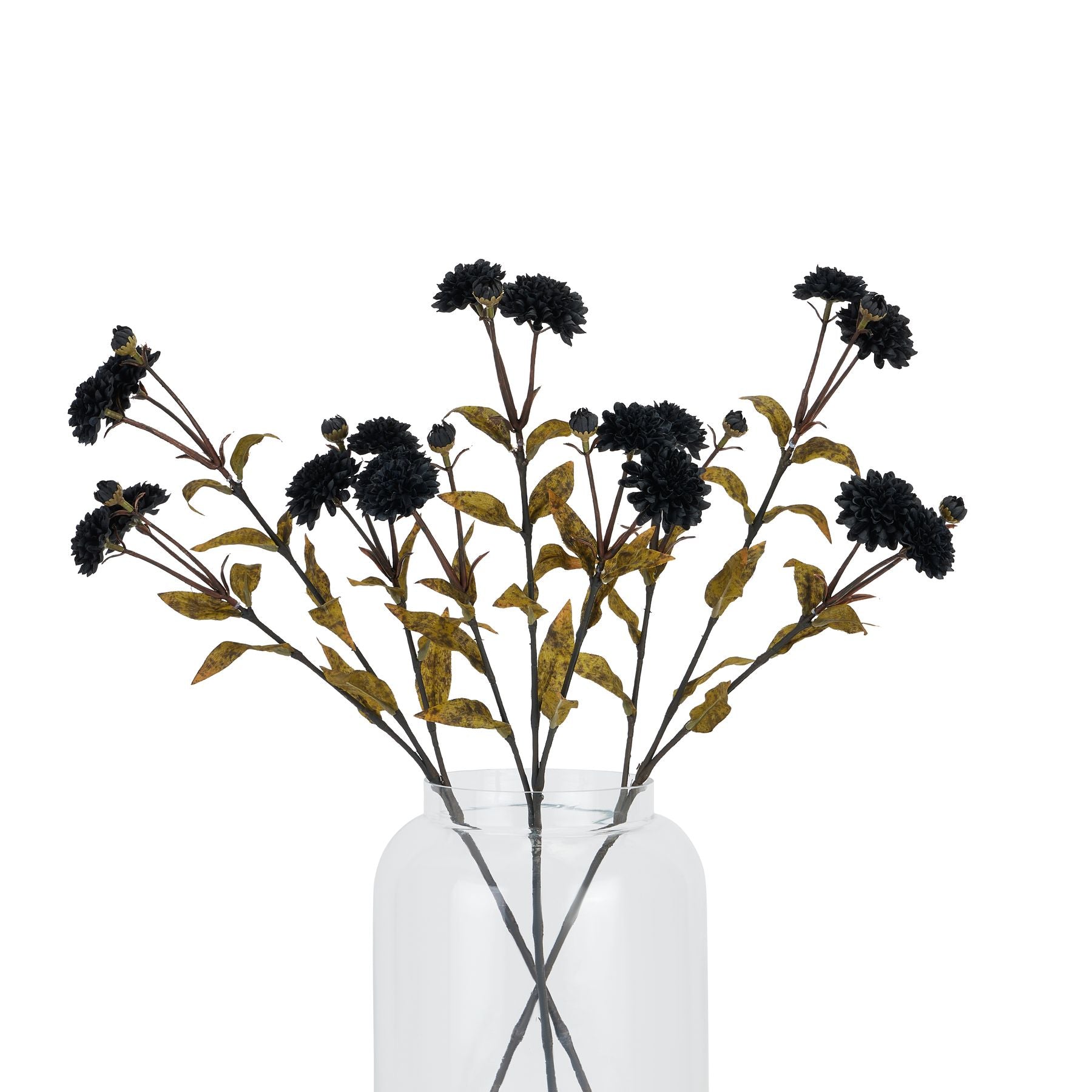 Black Chrysanthemum_4415
