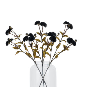 Black Chrysanthemum_4415