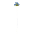 Blue Agapanthus Stem [cid:23867]