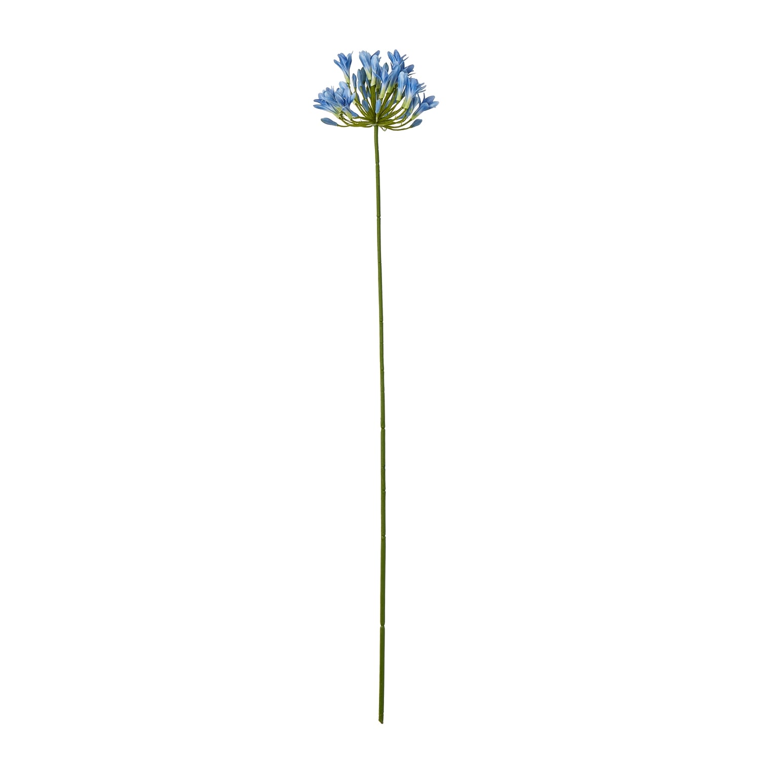 Blue Agapanthus Stem [cid:23867]