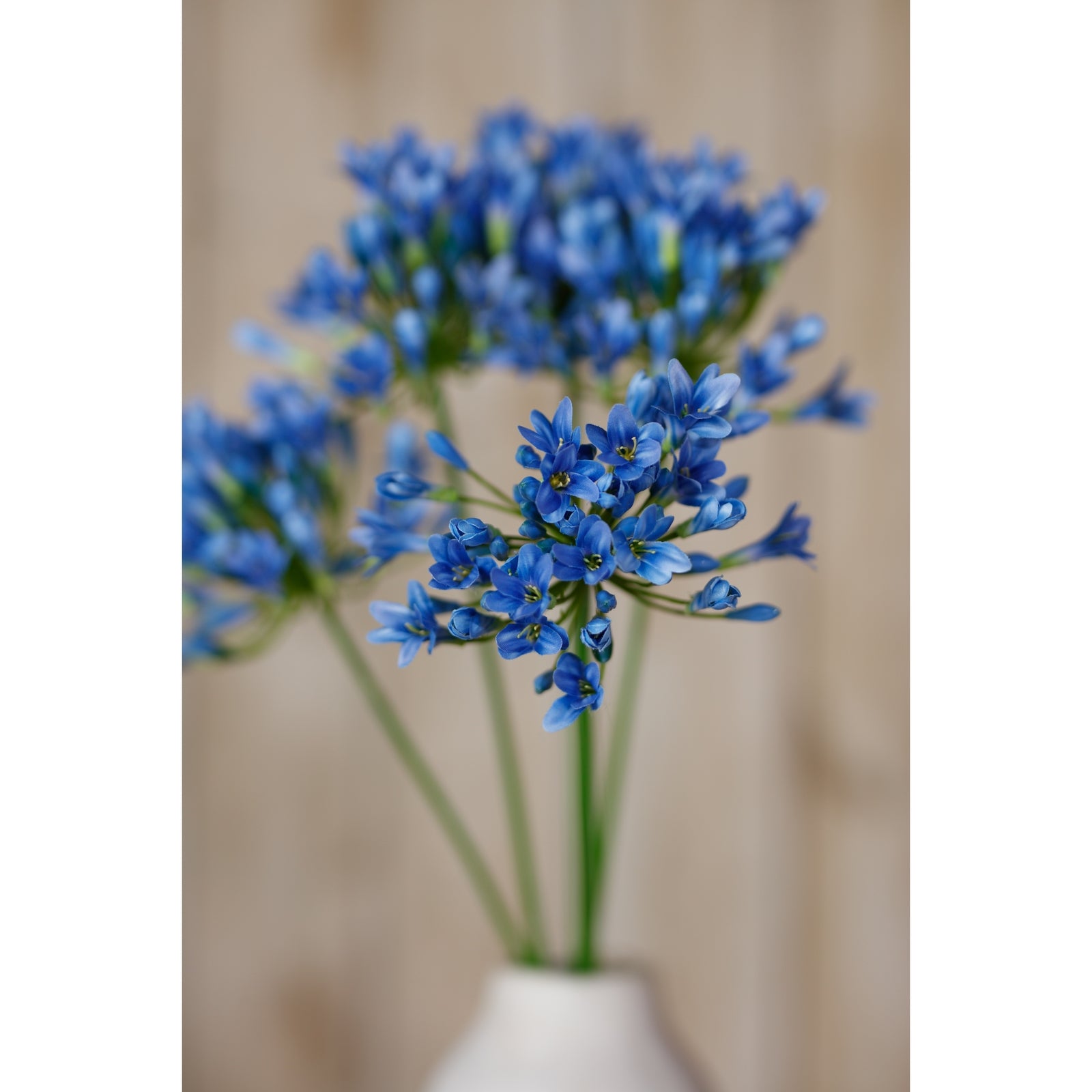 Blue Agapanthus Stem [cid:23867-d]