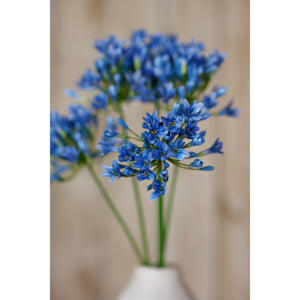 Blue Agapanthus Stem [cid:23867-d]